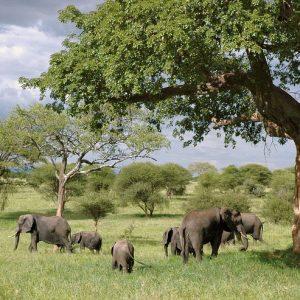 living in tanzania