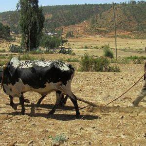 living in ethiopia